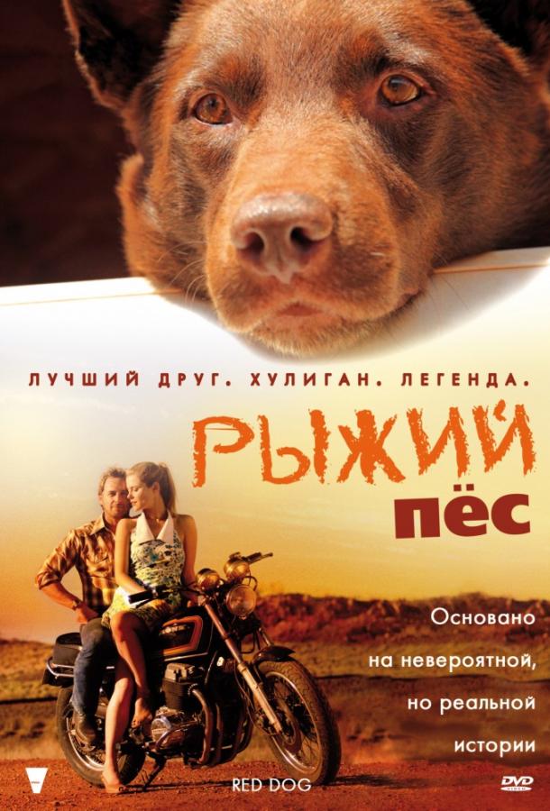 Рыжий пес Рыжий пес