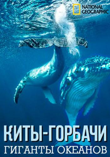 Киты-горбачи: гиганты океанов Киты-горбачи: гиганты океанов