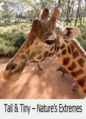 Большие и маленькие в живой природе Большие и маленькие в живой природе