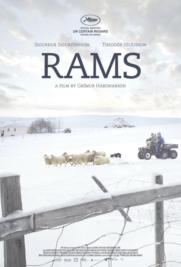 Бараны Бараны