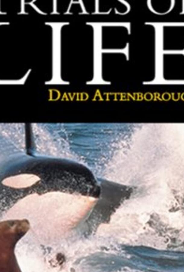 BBC: Борьба за выживание BBC: Борьба за выживание