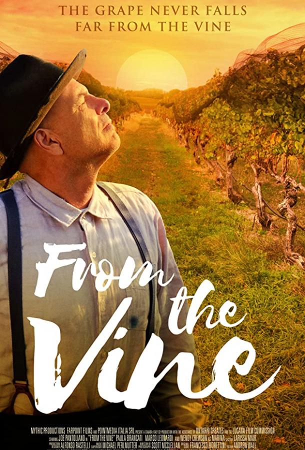 Лоза винограда Лоза винограда