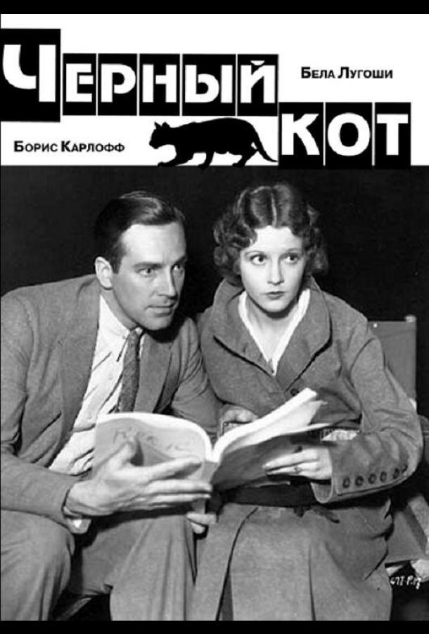 Черный кот Черный кот