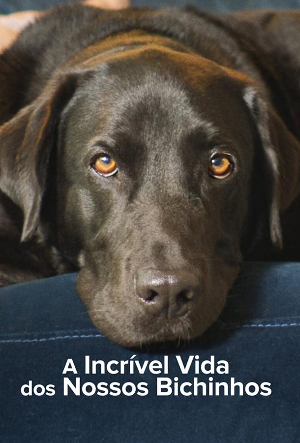 Тайная жизнь питомцев Тайная жизнь питомцев