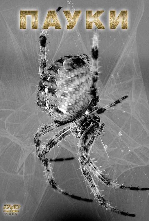 Пауки Пауки