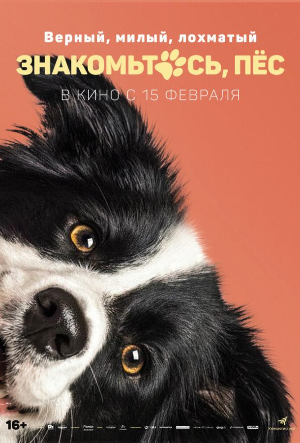 Знакомьтесь, пёс Знакомьтесь, пёс