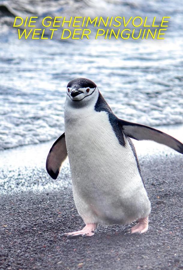 Секреты пингвинов Секреты пингвинов