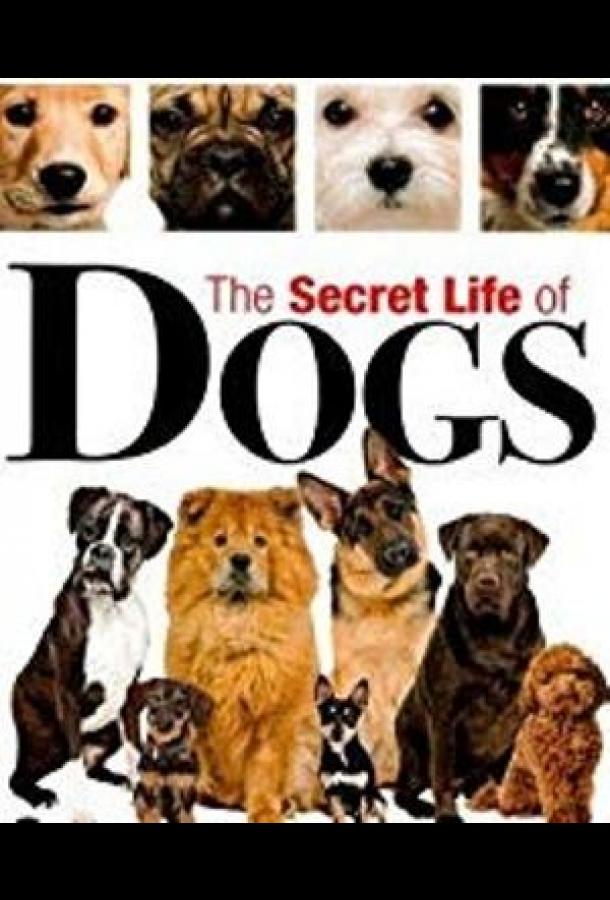 Тайная жизнь собак Тайная жизнь собак