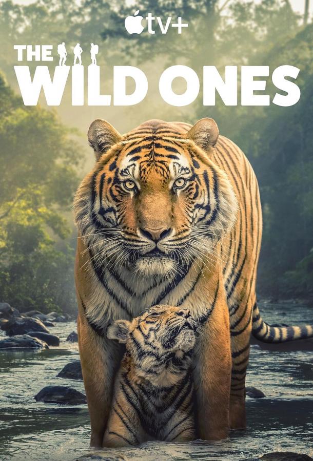 В мире дикой природы В мире дикой природы